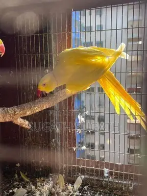 Ringneck Breeding Pair