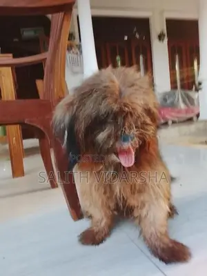 Shih Tzu Female Dog