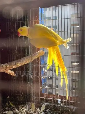Ringneck Breeding Pair
