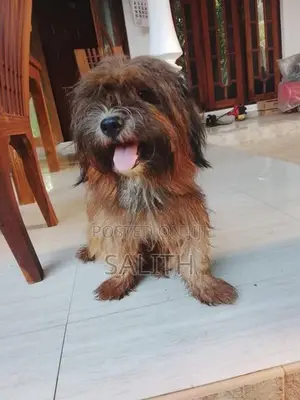 Shih Tzu Female Dog