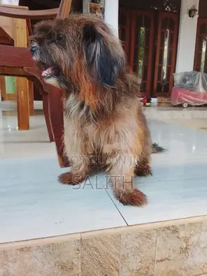 Shih Tzu Female Dog