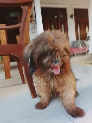 Shih Tzu Female Dog