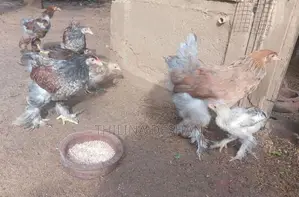 බ්‍රාහ්මා කුකුලන්