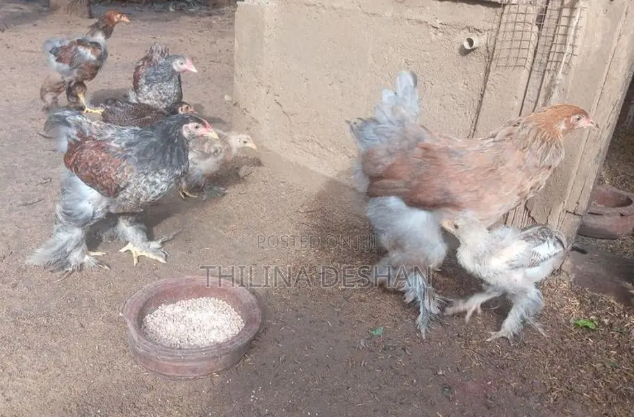 බ්‍රාහ්මා කුකුලන්