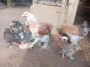 බ්‍රාහ්මා කුකුලන්