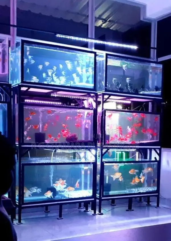 Fish Tanks 12mm Full Setup