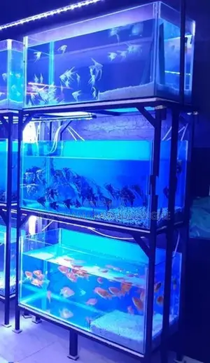 Fish Tanks 12mm Full Setup
