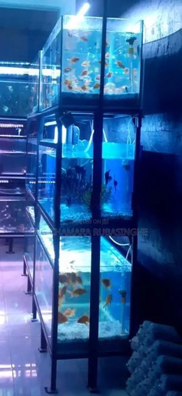 Fish Tanks 12mm Full Setup