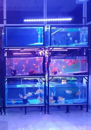Fish Tanks 12mm Full Setup