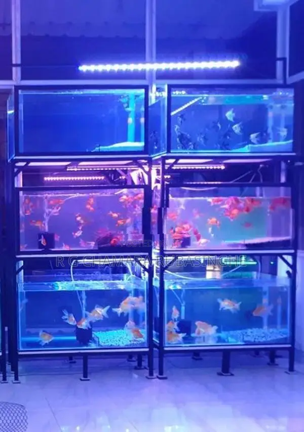 Fish Tanks 12mm Full Setup