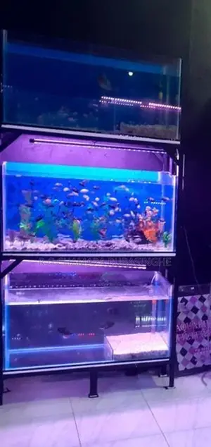 Fish Tanks 12mm Full Setup
