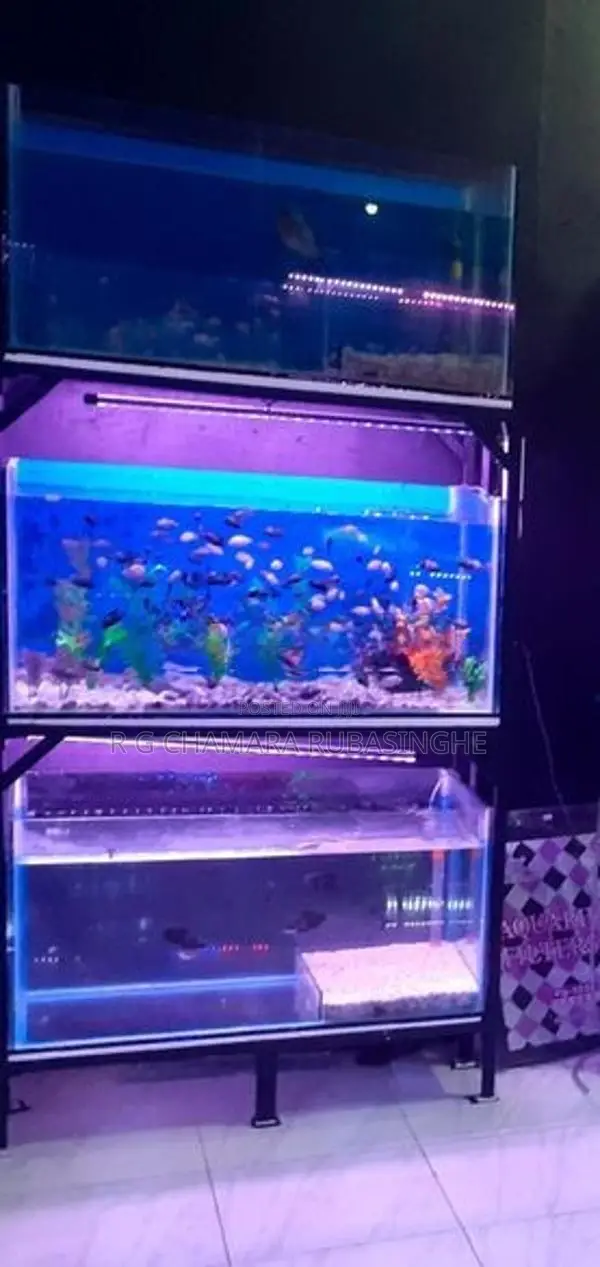 Fish Tanks 12mm Full Setup