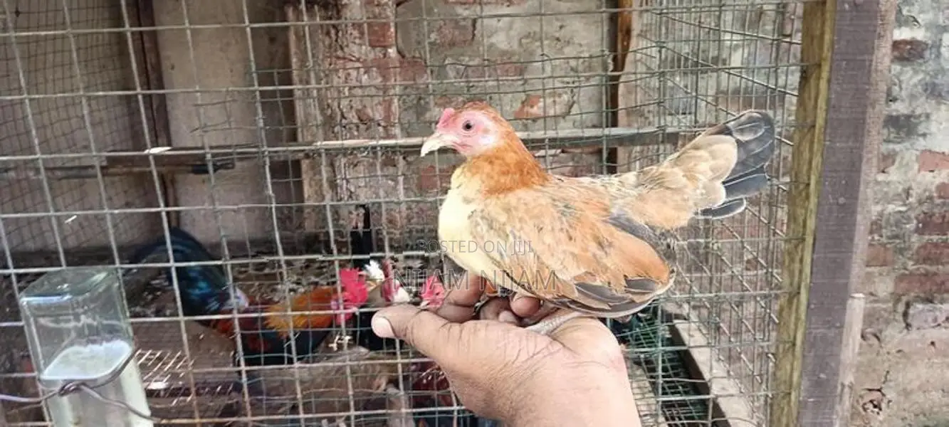 Farm Chicks