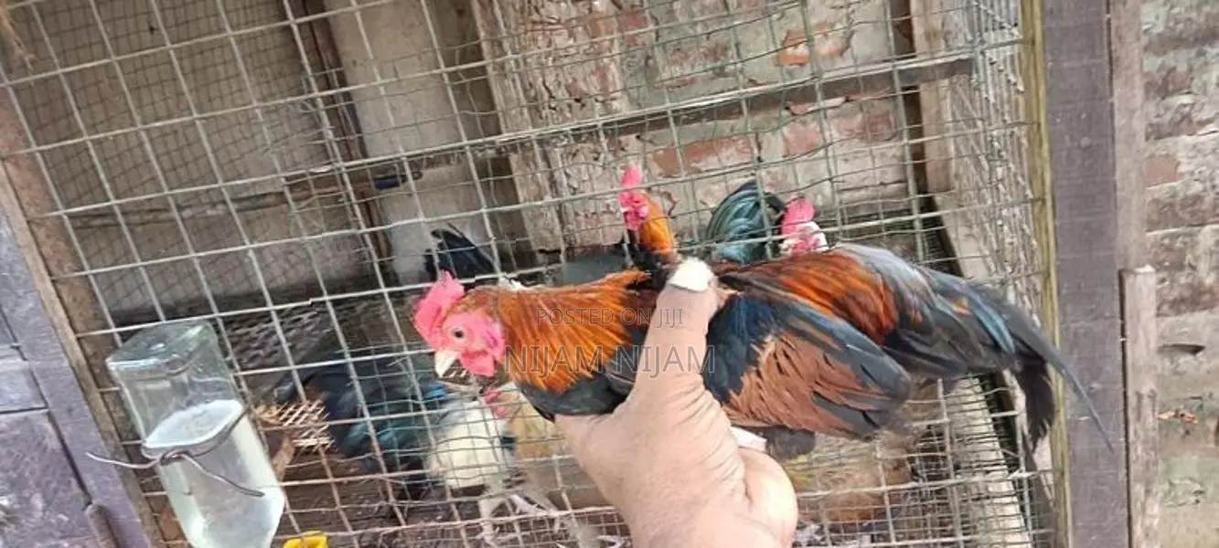 Farm Chicks
