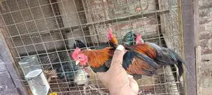Farm Chicks