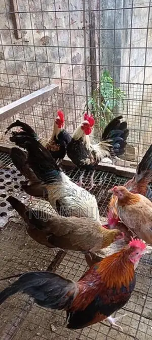Farm Chicks