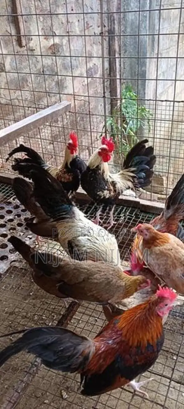 Farm Chicks