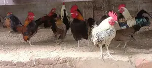 Farm Chicks