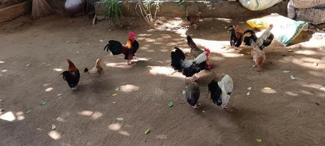 Farm Chicks