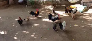 Farm Chicks