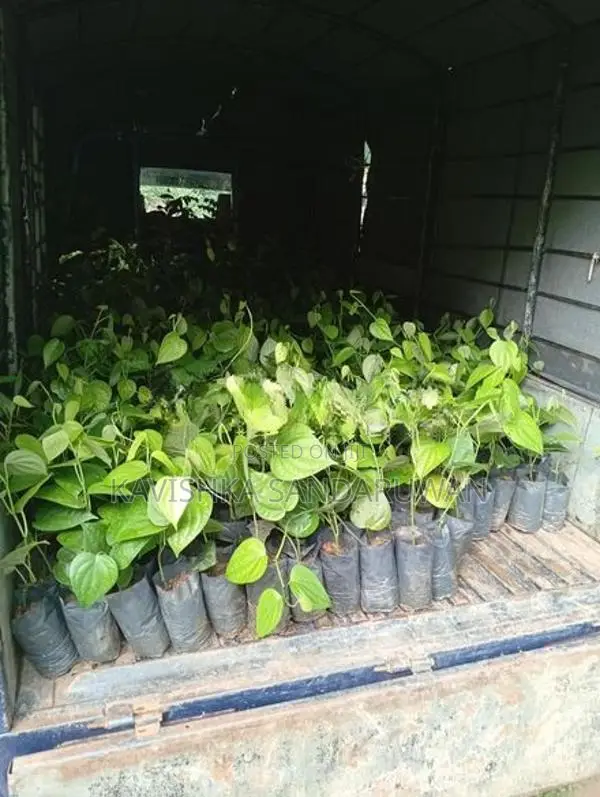 ගම්මිරිස් පැළ