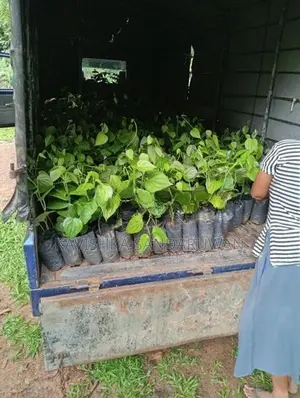 ගම්මිරිස් පැළ