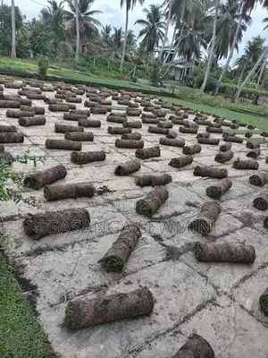 Australian / Malaysian Grass