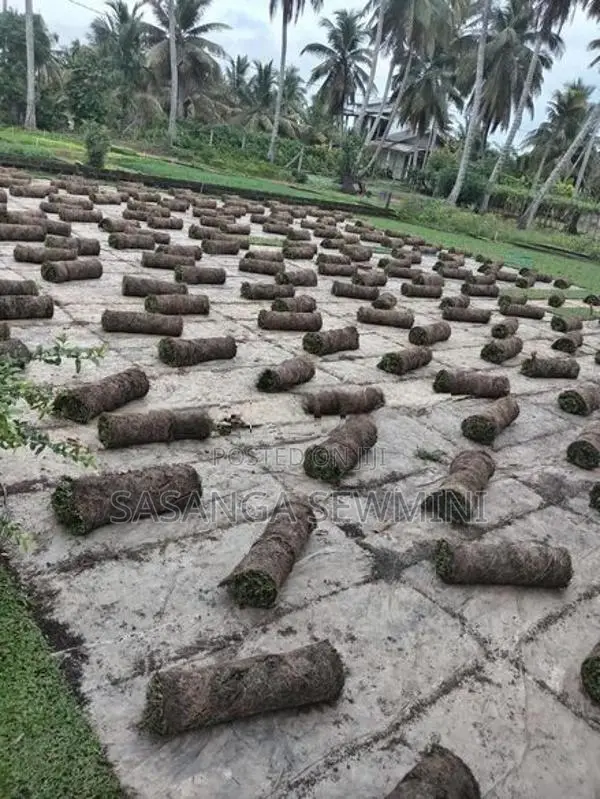 Australian / Malaysian Grass