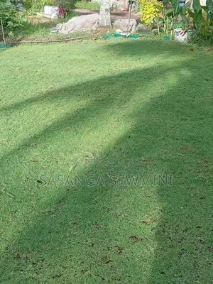 Australian / Malaysian Grass