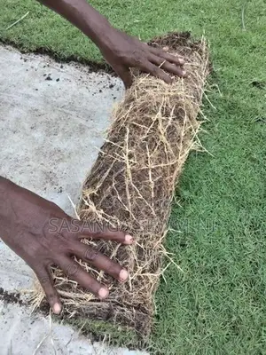 Australian / Malaysian Grass