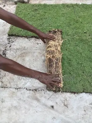 Australian / Malaysian Grass