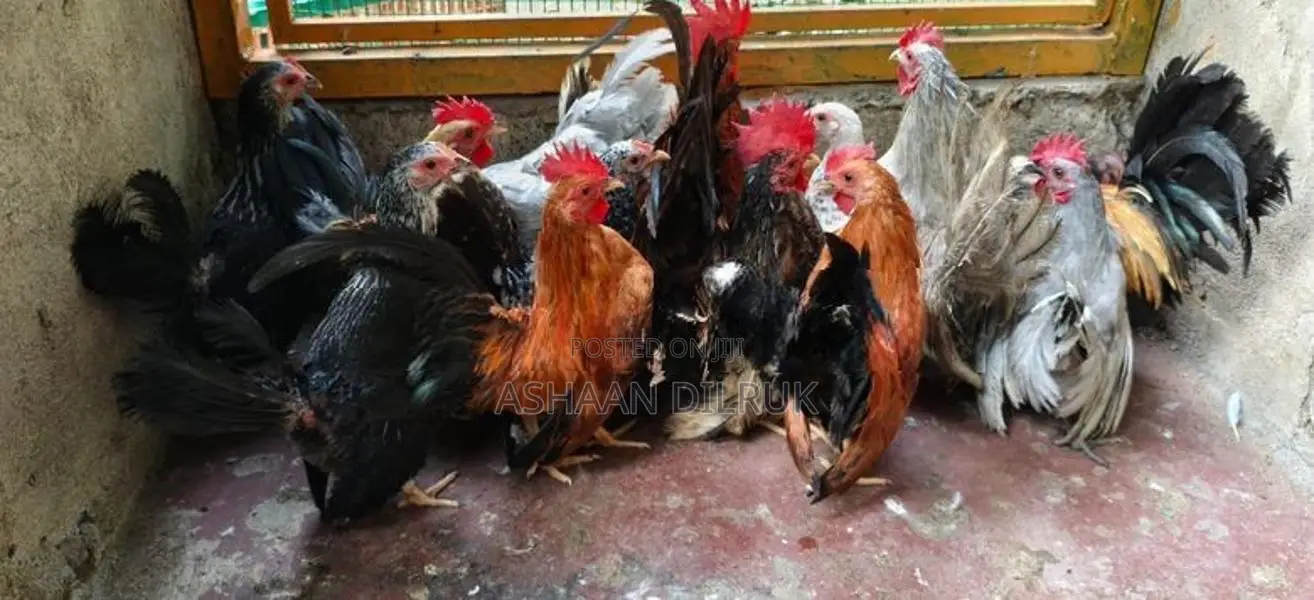 Japanese Bantam