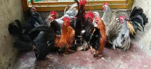 Japanese Bantam
