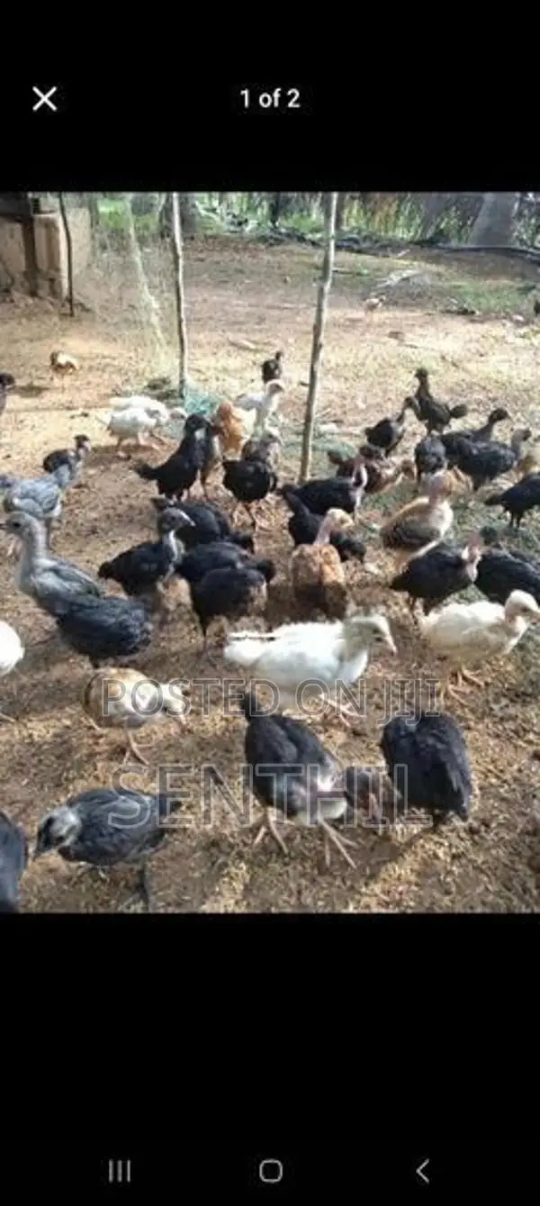 ஊர் கோழி குஞ்சுகள்