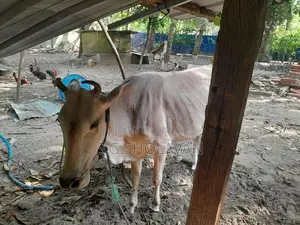 Farm Cows
