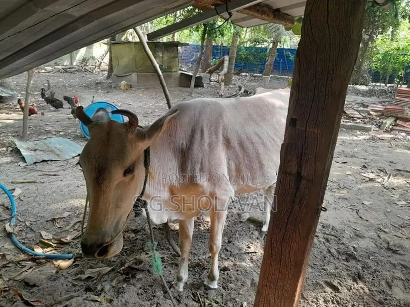 Farm Cows