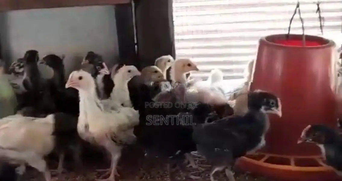 Farm Chicks