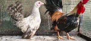 Japanese Bantam