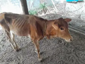 Farm Cows