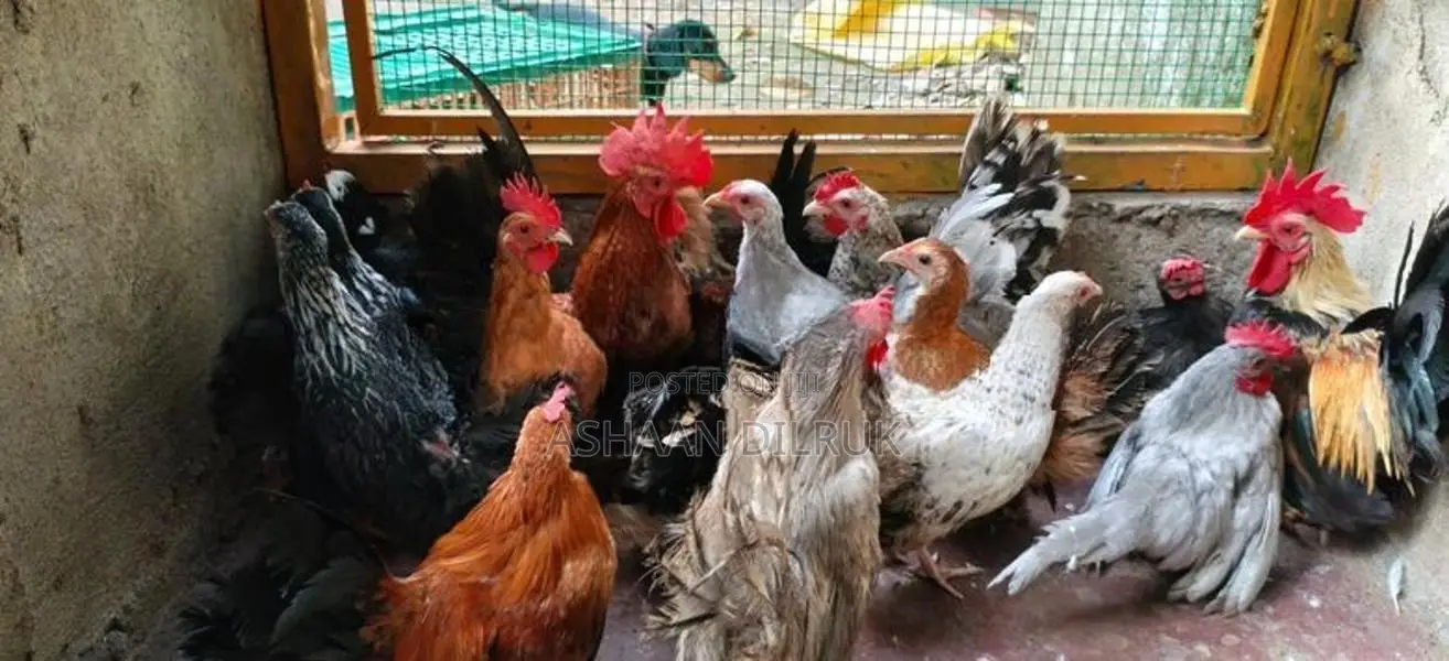 Japanese Bantam