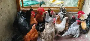 Japanese Bantam