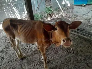 Farm Cows