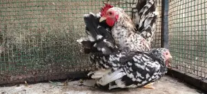 Japanese Bantam