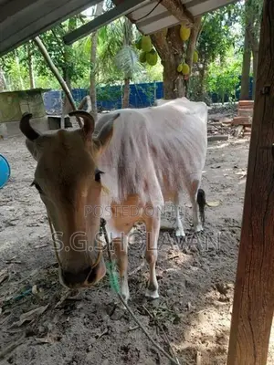 Farm Cows