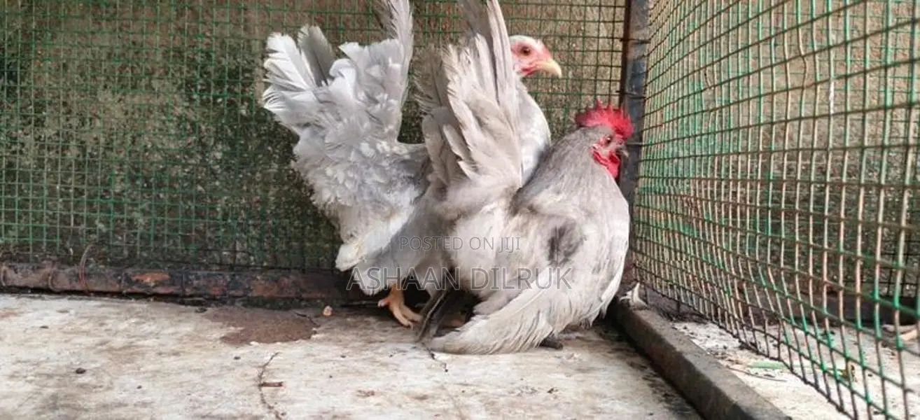 Japanese Bantam