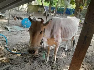 Farm Cows