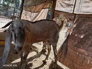 Kida Adu
