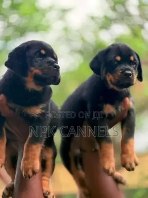 හැමර්, rottweiler Direct important serbia
