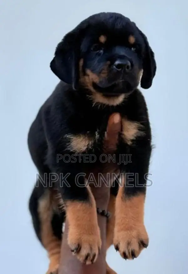 හැමර්, rottweiler Direct important serbia