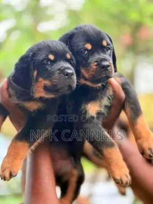හැමර්, rottweiler Direct important serbia
